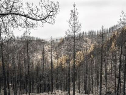 Los fuegos desmesurados son una consecuencia de la nueva era ambiental en España. Regresamos a los enclaves del que arrasó Gran Canaria en agosto.