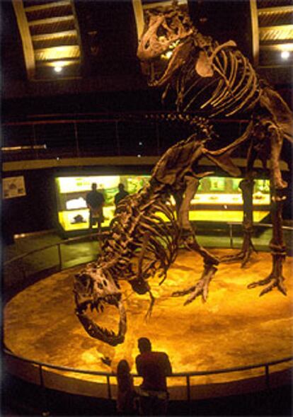 Réplica de unos tiranosaurios en el Museo del Jurásico de Asturias.