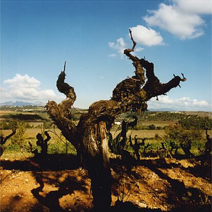 Una cepa de xarel.lo en los históricos viñedos de los Raventós, cuyas uvas crean el cava Raventós i Blanc.