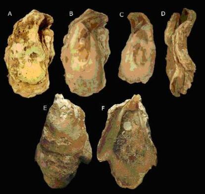 Ejemplares de ostra gigante encontradas en el golfo de Cádiz.