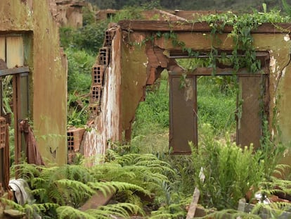 Um ano após a tragédia, o verde ressurge no povoado fantasma de Bento Rodrigues.