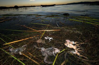 Ranas muertas en el Titicaca en 2015.