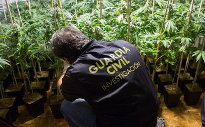 2/8/2016 FOTO: PEPE MARIN
REDADAS DEL SERVICIO DE INVESTIGACION DE LA GUARDIA CIVIL DE GRANADA CONTRA EL CULTIVO Y VENTA DE MARIHUANA .
GRANADA ESTA CONSIDERADA COMO  EL PRINCIPAL FOCO DE CULTIVO Y VENTA DE ESTA DROGA EN ESPAÑA Y UNA DE LAS PRIMERAS A NIVEL INTERNACIONAL.
EN LA FOTO , LOS AGENTES DURANTE UNA OPERACION EN LA LOCALIDAD DE EL PADUL (GRANADA)