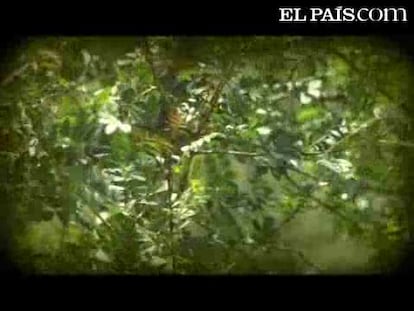 'Es así, la belleza'