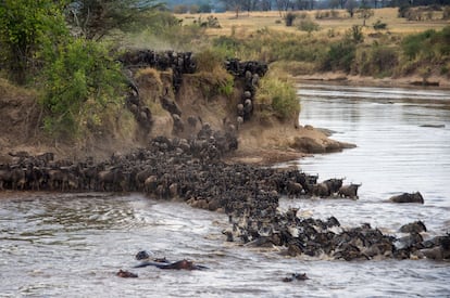 La gran migración, un momento salvaje en el Serengueti.