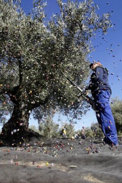 Un jornalero recoge aceitunas en la campiña sur cordobesa.