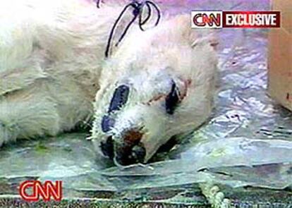 Imagen de la muerte de un perro a causa de un experimento químico del grupo terrorista.