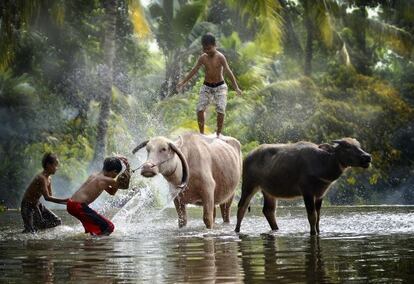 Varios niños toman un ducha fría en el río Palias Rumpin acompañados por un par de búfalos (Indonesia, 2013).
