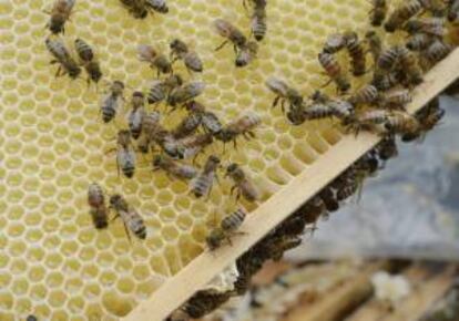 Detalle de un panal de abejas. EFE/Archivo