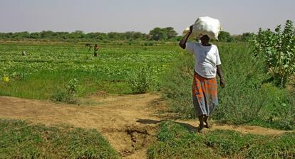 Una agricultora carga un saco lleno de pepinos en Guedé, cerca del río Senegal.
