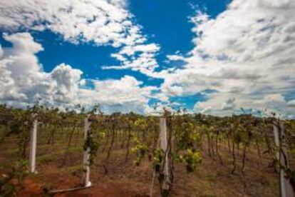 Imagen tomada, de un cultivo en la hacienda Santa Brígida, en Ipameri (Brasil), que se beneficia de un innovador sistema agropecuario.