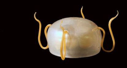 Jellyfish Aegina Citrea (Medusa Aegina Citrea), 1863-1839. Cristal. 8,5 cm de diámetro. Cortesía de University of Aberdeen Museums