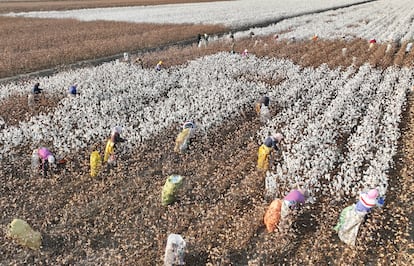 Mujeres recolectan algodón en la provincia china de Shandong, el año pasado.