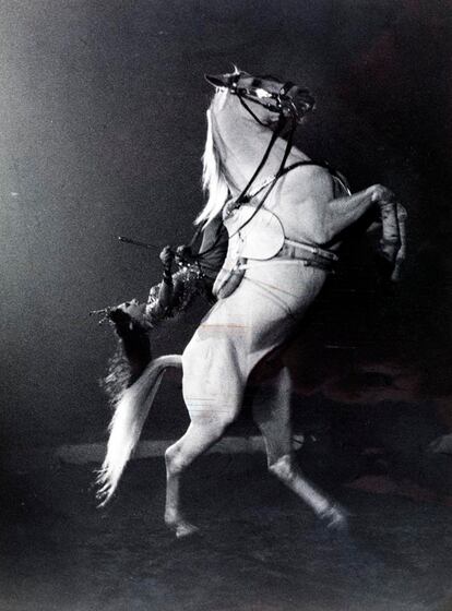 Paulina Schumann montando a la inglesa con el caballo en debout, referente iconográfico del circo del segle XX (1963).