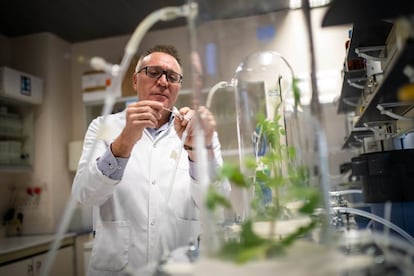 El científico Emilio Benítez realiza un experimento con tomates en la Estación Experimental del Zaidín del CSIC.