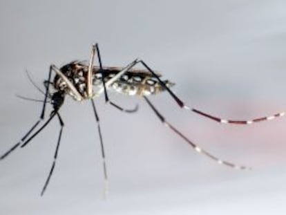 Um mosquito Aedes aegypti.