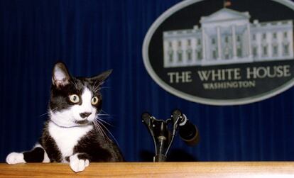 Socks também foi flagrado na tribuna da Sala de Imprensa da Casa Branca, em 19 de março de 1994. Além do Dia Mundial do Gato (17 de fevereiro) e Dia Internacional do Gato (8 de agosto), os fãs dos felinos residentes dos Estados Unidos também podem celebrar seu amor pelos bichinhos nos dias como o Dia Nacional do Gato (29 de outubro, nos Estados Unidos), e Dia Nacional do Gato Preto (17 de novembro)