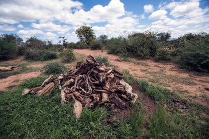 Las carcasas del ganado de Goalgallu Boru Ali se apilan lejos de su pequeña casa familiar con el fin de evitar el contacto con las hienas, que entran al pueblo por las noches para engullir los restos que quedan de los animales.
