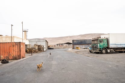 Un perro callejero pasea entre las ruinas del Sitio F, el lugar a donde en los años ochenta llegaron las casi 20.000 toneladas de residuos tóxicos procedentes de Suecia.