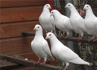 Palomas como las que se utilizaban para enviar mensajes por su capacidad para orientarse en el regreso a casa desde lugares desconocidos, a veces a distancias superiores a los mil kilómetros.
