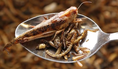 La alta cocina no encuentra hueco para los insectos, es un bocado que los occidentales no acaban de tragar.