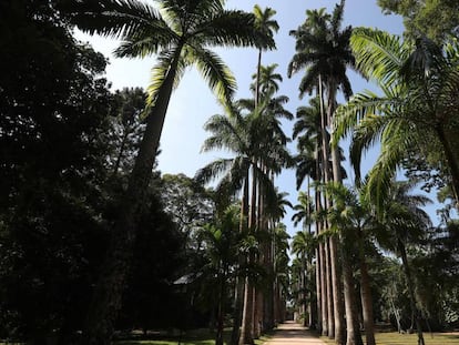 As Palmeiras Imperiais do Jardim Botânico do Rio de Janeiro, patrimônio nacional do Brasil, tema de documentário. 