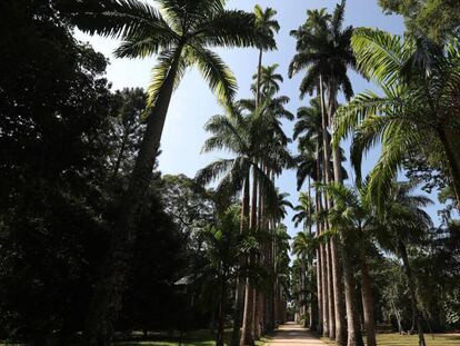 As Palmeiras Imperiais do Jardim Botânico do Rio de Janeiro, patrimônio nacional do Brasil, tema de documentário. 
