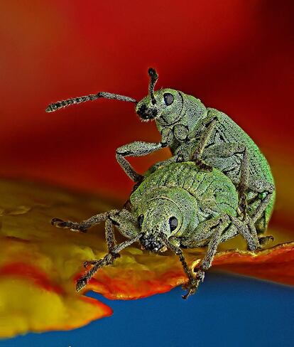 Cópula entre dos 'Phyllobius roboretanus', un tipo de coleóptero.