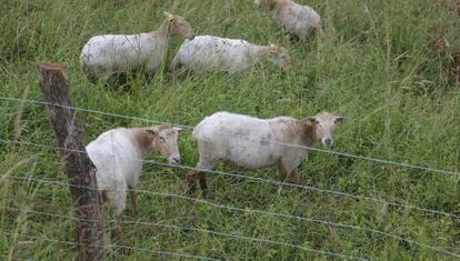 Cinco de las 15 ovejas que han estado pastando en un parque de San Sebastián.