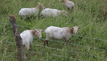 Cinco de las 15 ovejas que han estado pastando en un parque de San Sebastián.