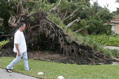 Un hombre camina, en Miami, frente a un árbol que se cayó frente a su hogar debido al huracán.
