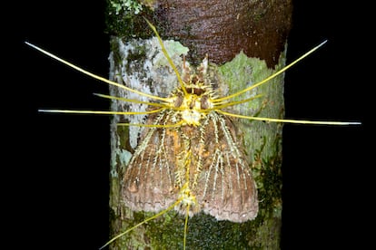 Large moth parasitized and killed by an ‘Ophiocordyceps’ fungus in the Ecuadorian Amazon.