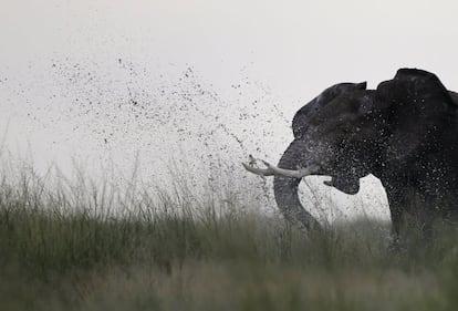 An elephant walks in Amboseli National park, Kenya, 