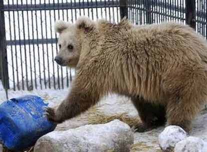 un oso del zoo de Krasnoyarsk, en Siberia.