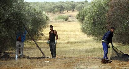 Trabajadores en un olivar de secano.