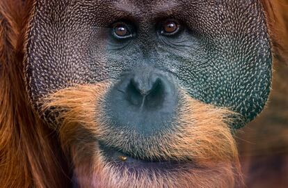 Retrato de Ponho, um orangotango do zoo de Dresden (Alemanha).