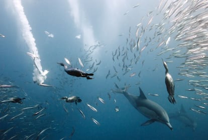 Cormoranes y delfines pescando en un banco de sardinas en Sudfica.