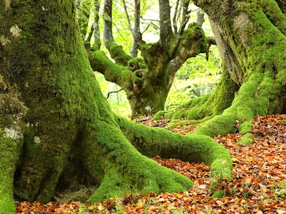 A forest of beech inside the natural park of Urkiola in the Basque Country.