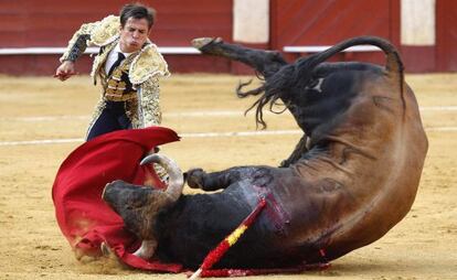 El Juli observa como el toro se desploma sobre la muleta.