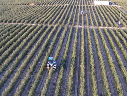 SOS Koipe compró el año pasado el 50% de Todolivo, dedicada al desarrollo de nuevas plantaciones.