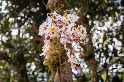 ‘Odontoglossum crispum’ en la finca de Carlos Uribe, cerca a Bogotá.
