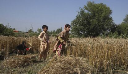 Dos jóvenes campesinos pakistanís cosechan durante el periodo de cuarentena nacional impuesto por el Gobierno para combatir el coronavirus en las afueras de Peshawar, el 7 de mayo de 2020.