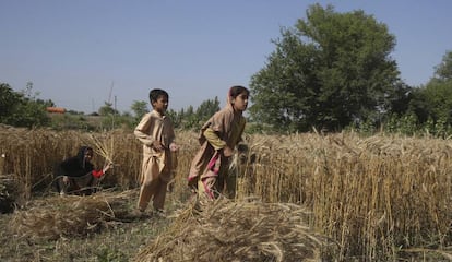 Dos jóvenes campesinos pakistanís cosechan durante el periodo de cuarentena nacional impuesto por el Gobierno para combatir el coronavirus en las afueras de Peshawar, el 7 de mayo de 2020.