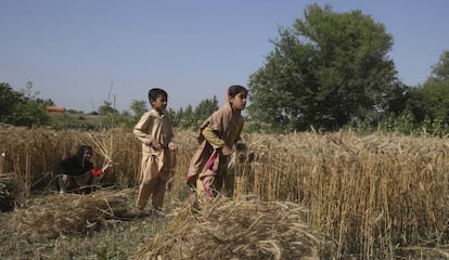 Dos jóvenes campesinos pakistanís cosechan durante el periodo de cuarentena nacional impuesto por el Gobierno para combatir el coronavirus en las afueras de Peshawar, el 7 de mayo de 2020.