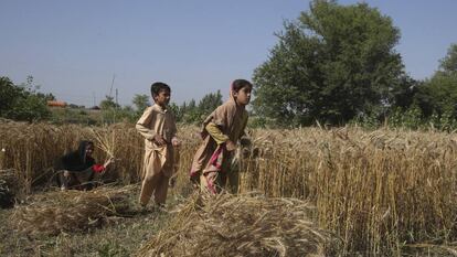 Dos jóvenes campesinos pakistanís cosechan durante el periodo de cuarentena nacional impuesto por el Gobierno para combatir el coronavirus en las afueras de Peshawar, el 7 de mayo de 2020.