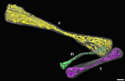 Huesos de una pata oculta de un fósil de serpiente <i>Eupodophis descouensi</i>, reconstruidos en tres dimensiones a partir de imágenes de sincrotrón y coloreados para apreciar los detalles. La barra de escala mide 0,5 milímetros.