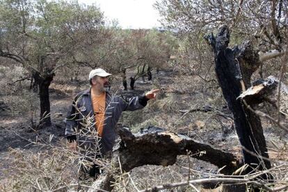 El alcalde de Villasbuenas de Gata (Cáceres), Luis Mariano Martín, junto a uno de los olivos afectados por el incendio.