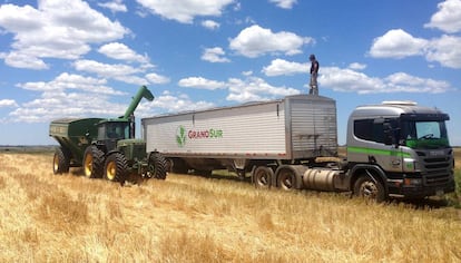 Cosecha de trigo en un campo de Uruguay.