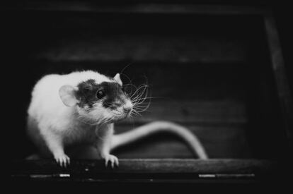 Rata en las escaleras de una casa.