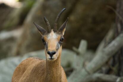 Un ejemplar de sarrio ('Rupicapra pyrenaica').